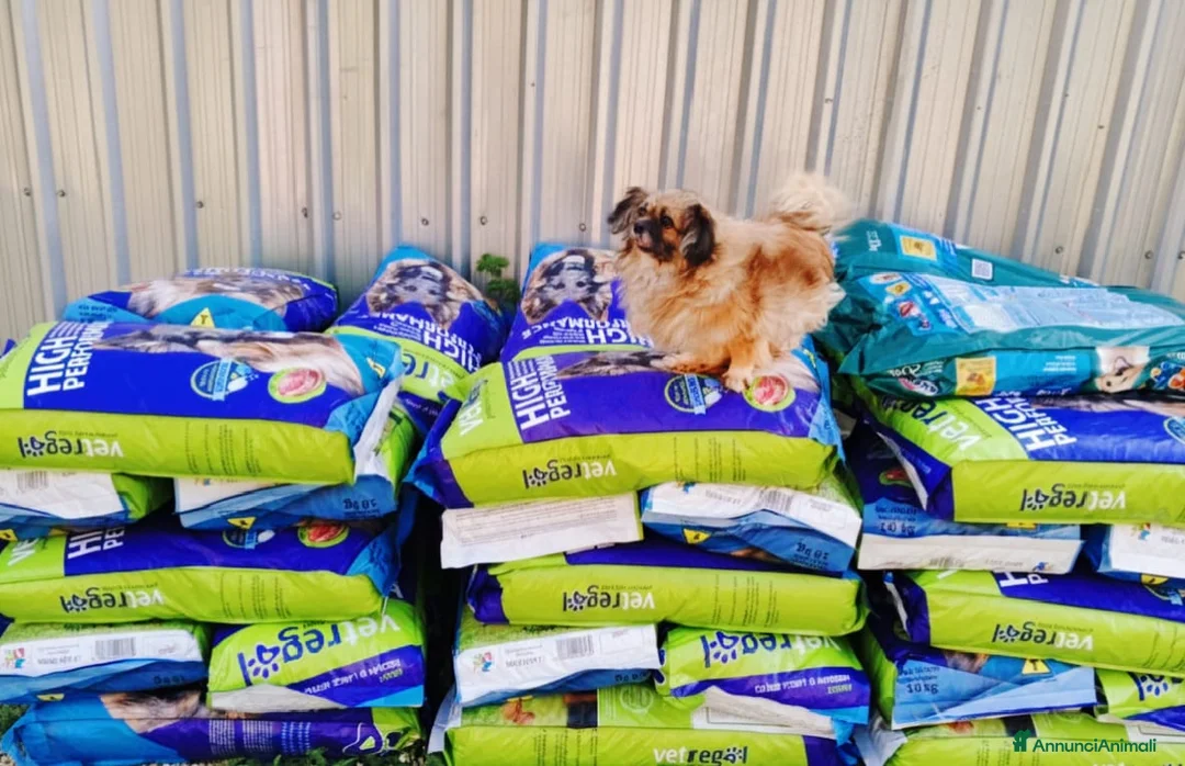 Pechinese cani in regalo: Peggy, un amore di pechinese - Annuncio 1
