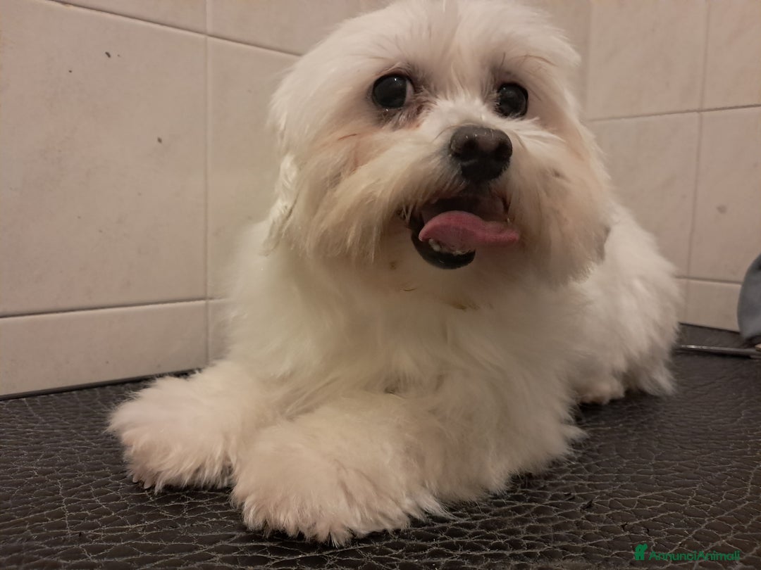 Maltese cani in vendita: Maltese  a Ente di decentramento regionale di Udine - Immagine 6