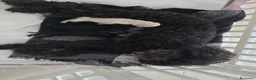 Barboncino cani in vendita: Barboncino nero.  - Annuncio 2