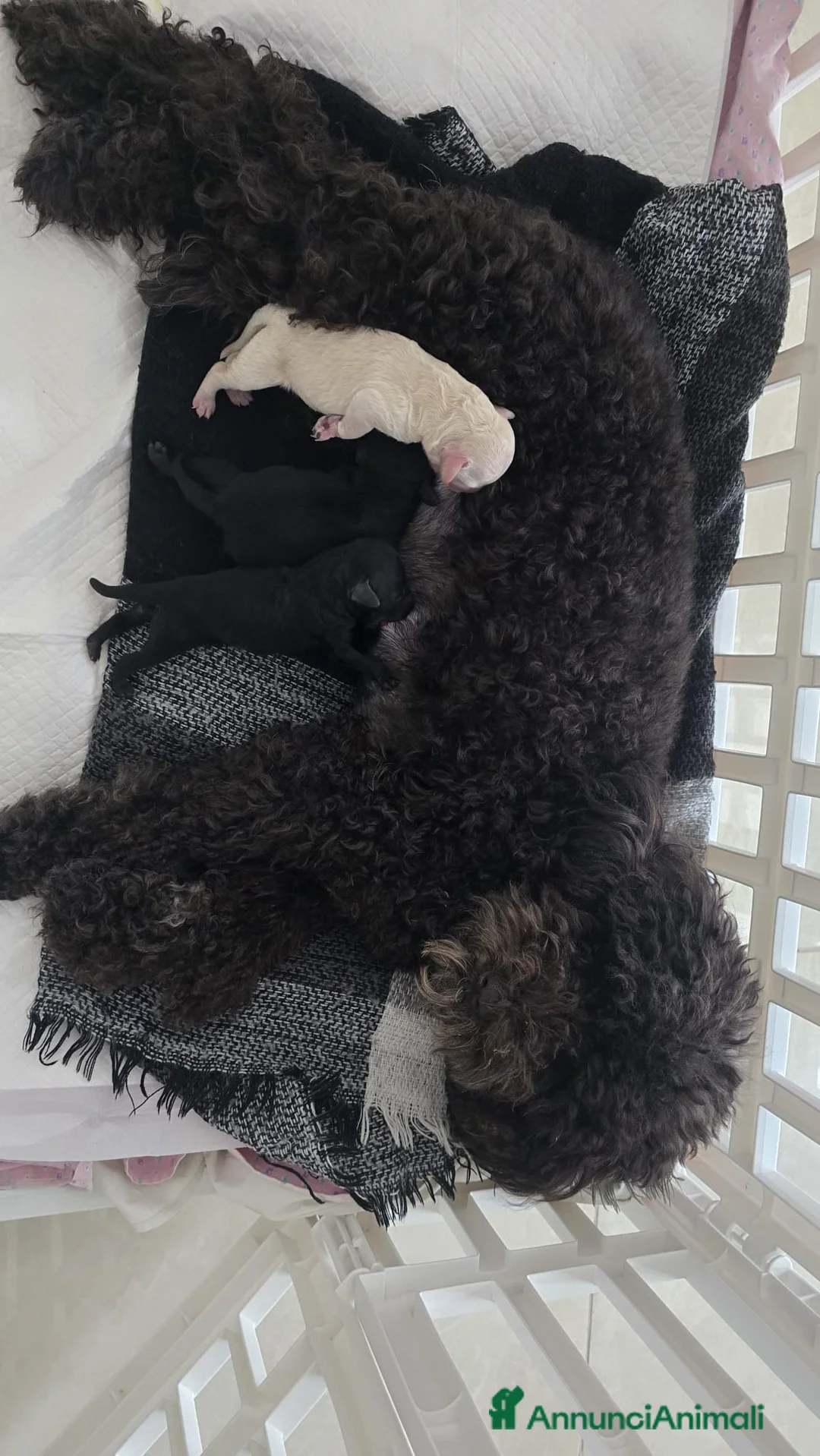 Barboncino cani in vendita: Barboncino nero.  - Annuncio 2