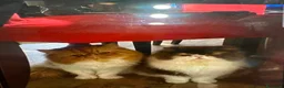 Persiano gatti in vendita: Gattino persiano  a Provincia di Forlì-Cesena - Annuncio 2