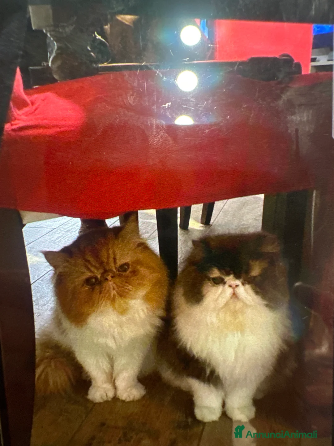 Persiano gatti in vendita: Gattino persiano  a Provincia di Forlì-Cesena - Annuncio 2