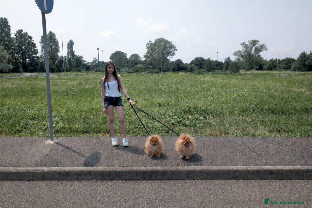 Volpino Pomerania cani in vendita: Cucciolata volpino pomerania pedigree enci - Annuncio 7