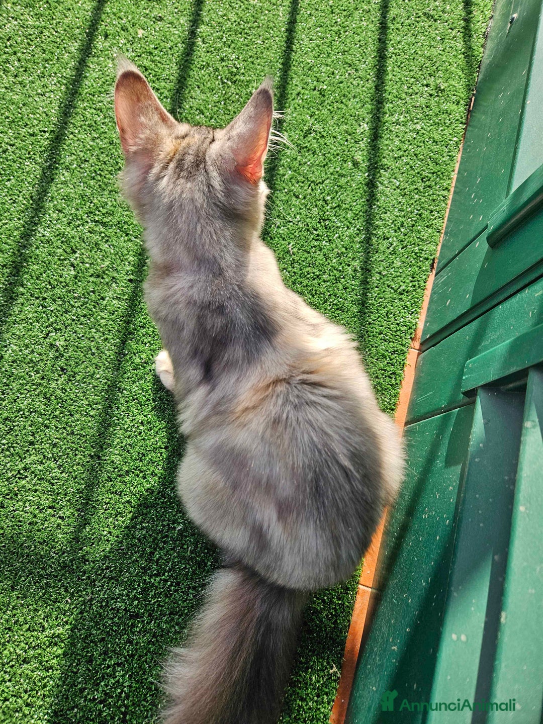 Maine Coon gatti in vendita: Cucciola maine coon - Annuncio 4