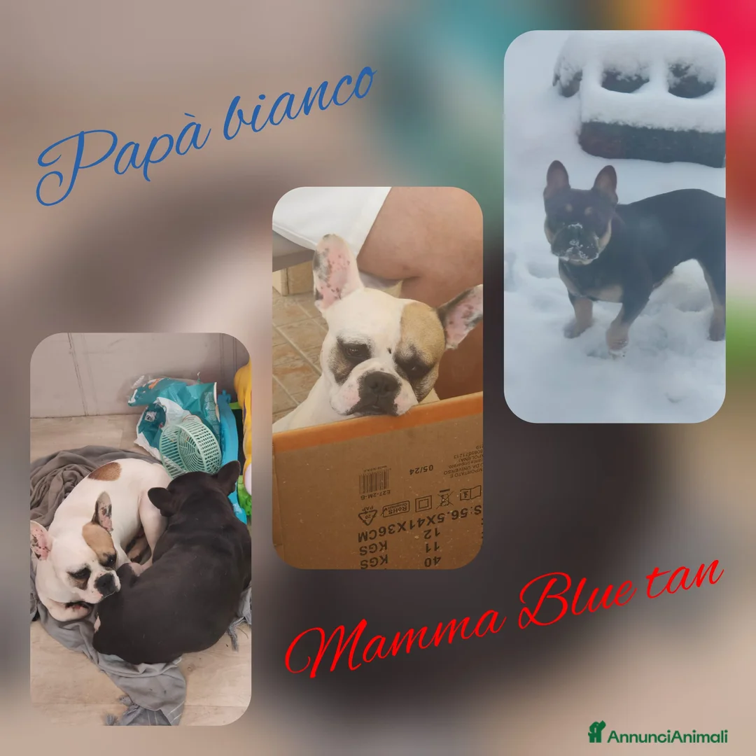 Bulldog Francese cani in vendita: Bulldog Francese  - Annuncio 5