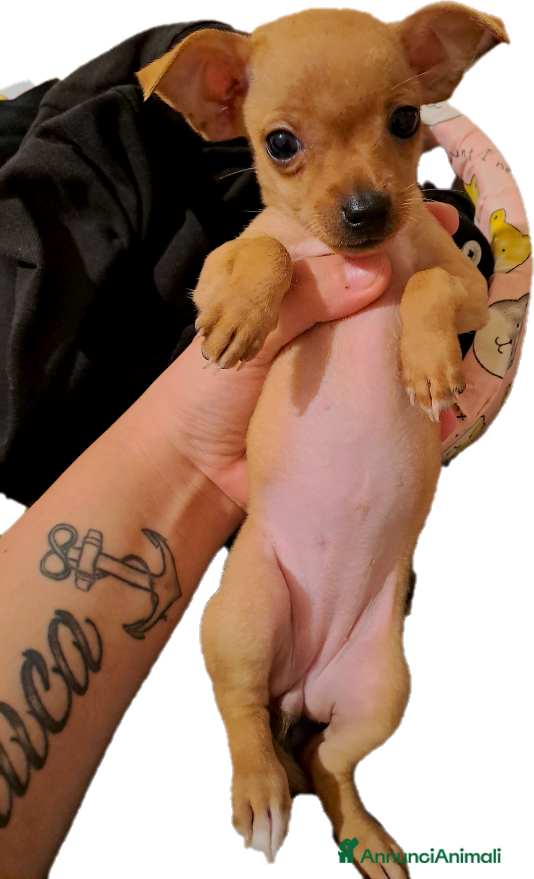 Chihuahua cani in vendita: Chihuahua 300 prezzo trattabile  - Annuncio 6