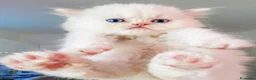 Persiano gatti in vendita: Gattino persiano  - Annuncio 1