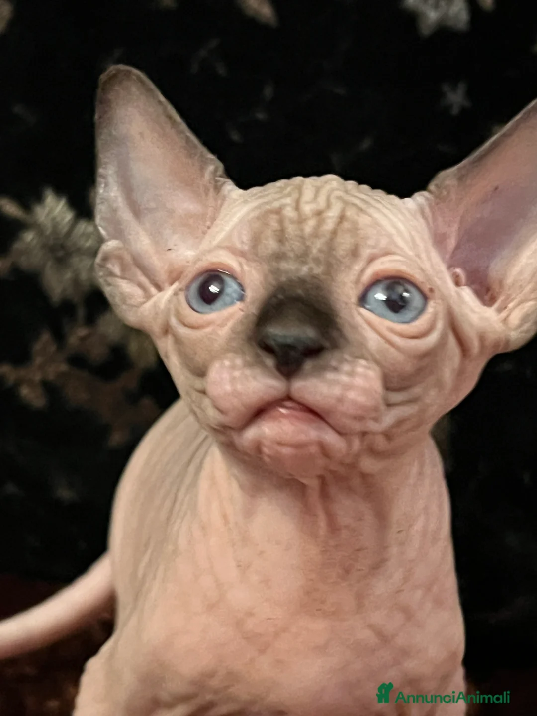 Sphynx gatti in vendita: Sphynx  a Città metropolitana di Roma Capitale - Annuncio 12