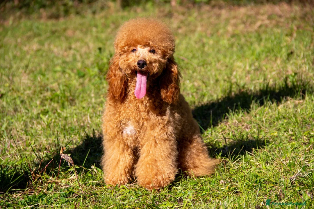Barboncino cani in vendita: Cucciole di Barboncino Nano - Annuncio 8