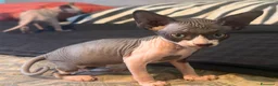 Sphynx gatti in vendita: cuccioli di Sphynx  - Annuncio 5