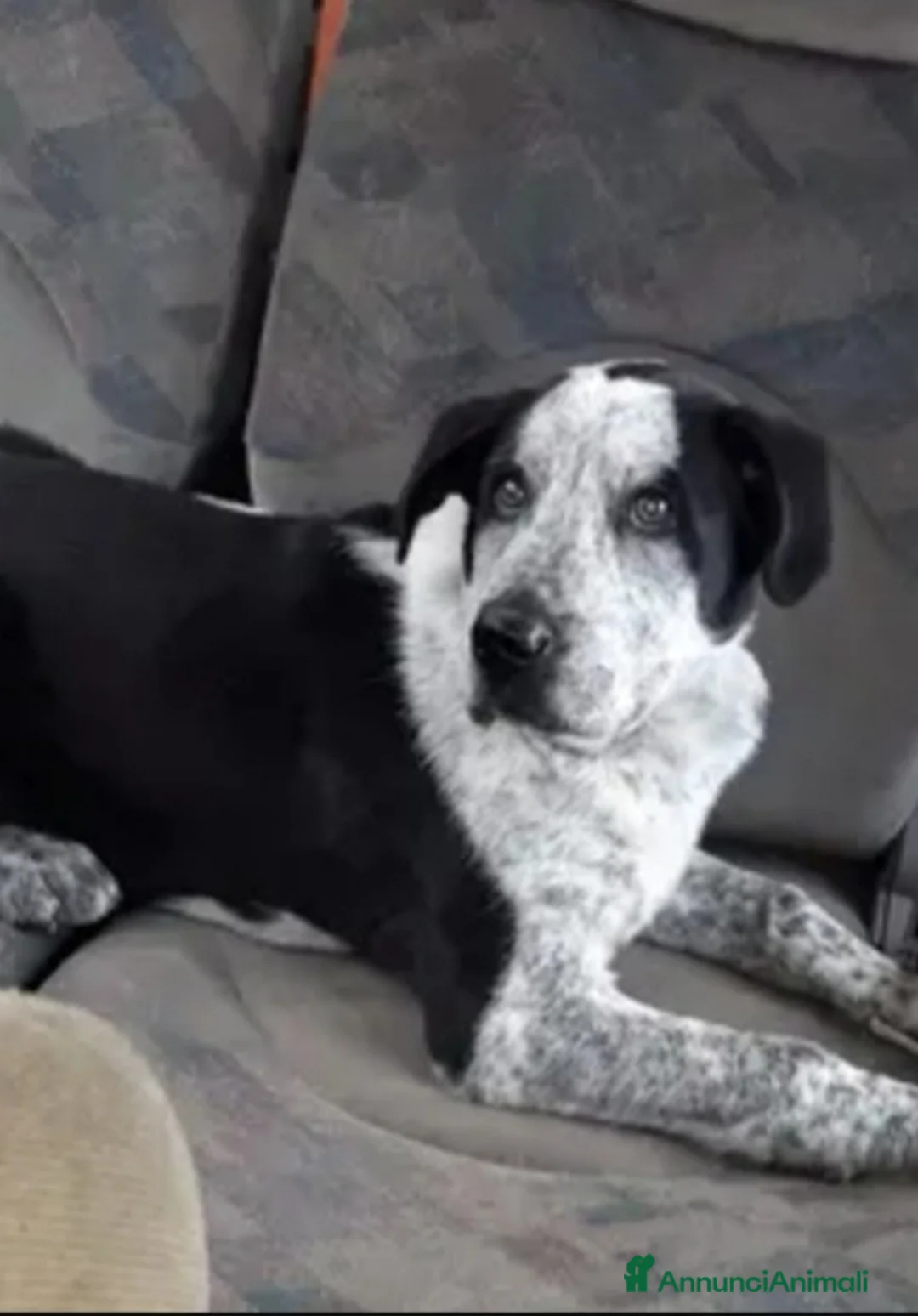 Meticcio cani in regalo: Cris quasi 3anni mollato in montagna nel 2023.ROMA a Città metropolitana di Milano - Annuncio 1