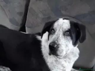 Meticcio cani Cris quasi 3anni mollato in montagna nel 2023.ROMA a Città metropolitana di Milano - Annuncio 16