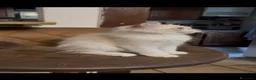 Siberiano gatti in vendita: cuccioli siberiano neva masquerade  - Annuncio 5