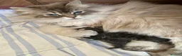 Siberiano gatti in vendita: gattini siberiani Allevamento ANFI - Annuncio 2