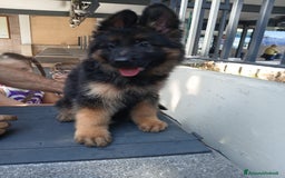 Pastore Tedesco cani in vendita: Cucciola a pelo lungo  a Città metropolitana di Messina - Immagine 2