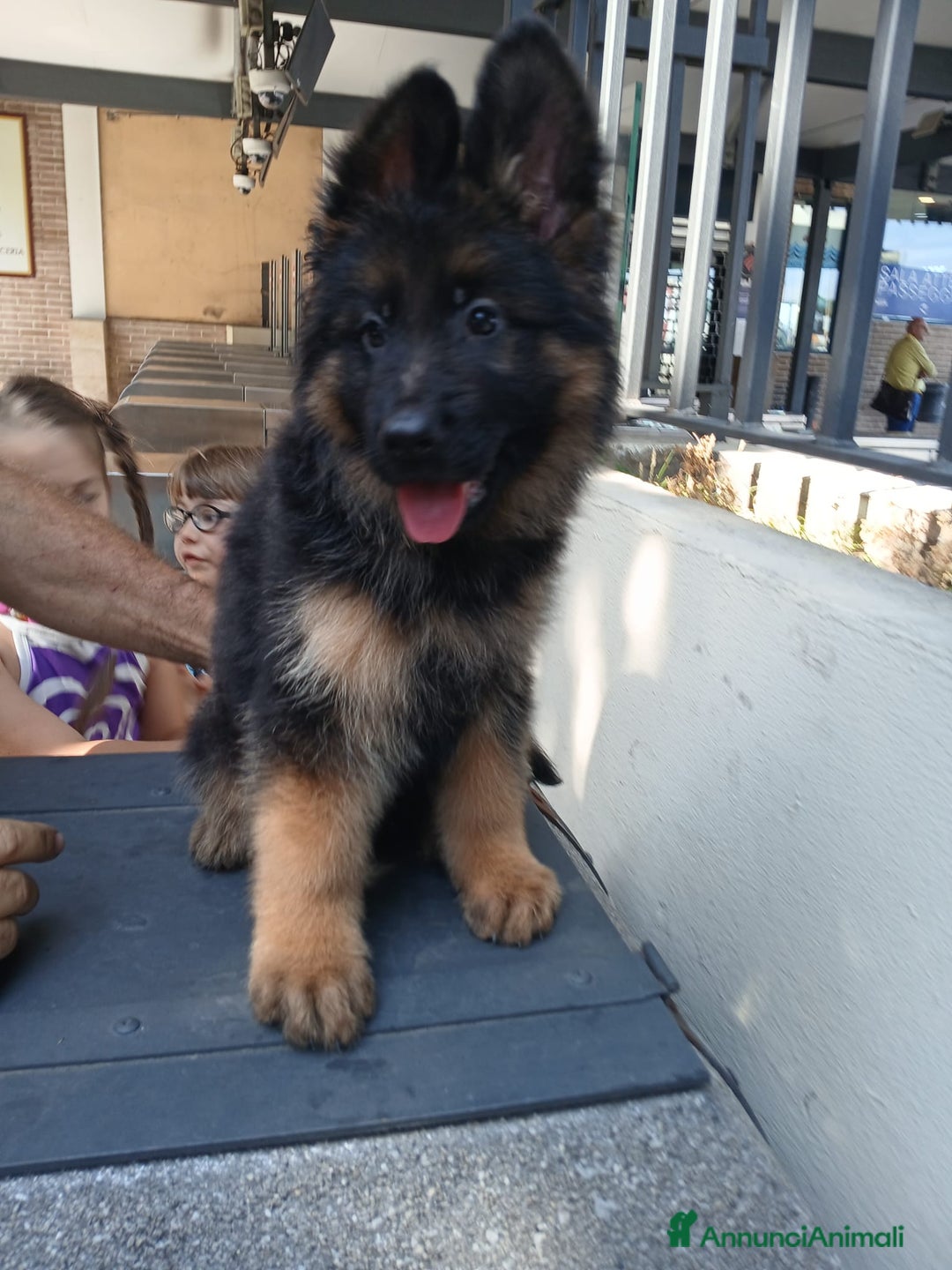 Pastore Tedesco cani in vendita: Cucciola a pelo lungo  a Città metropolitana di Messina - Immagine 2