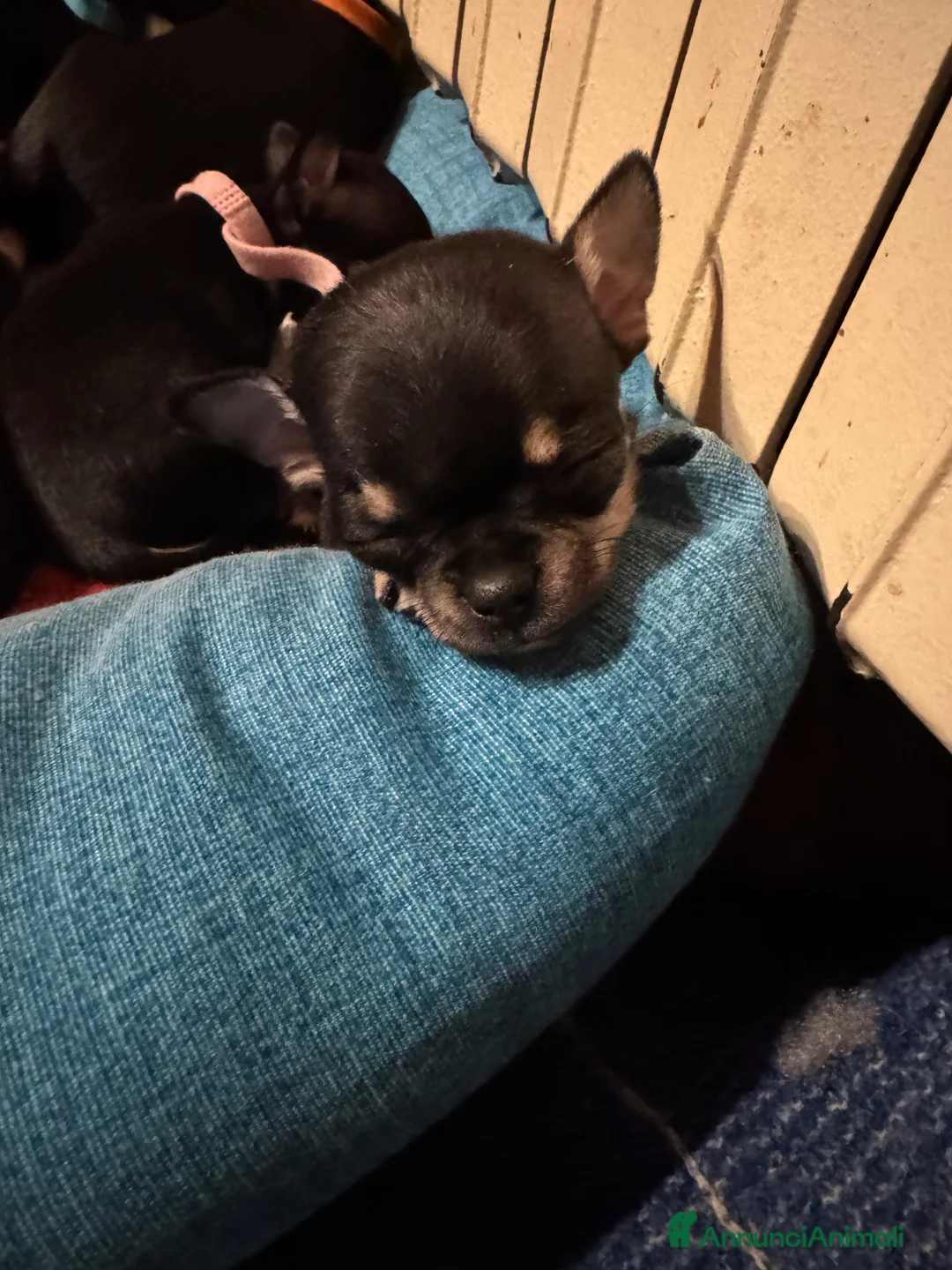 Chihuahua cani in vendita: Cuccioli adorabili dí Ciwawa  - Annuncio 5