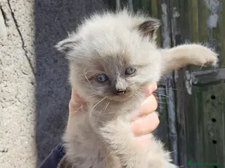 Europeo gatti Gattini - Annuncio 34