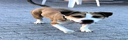 Meticcio cani in regalo: GOLD AMSTAFF - Annuncio 11