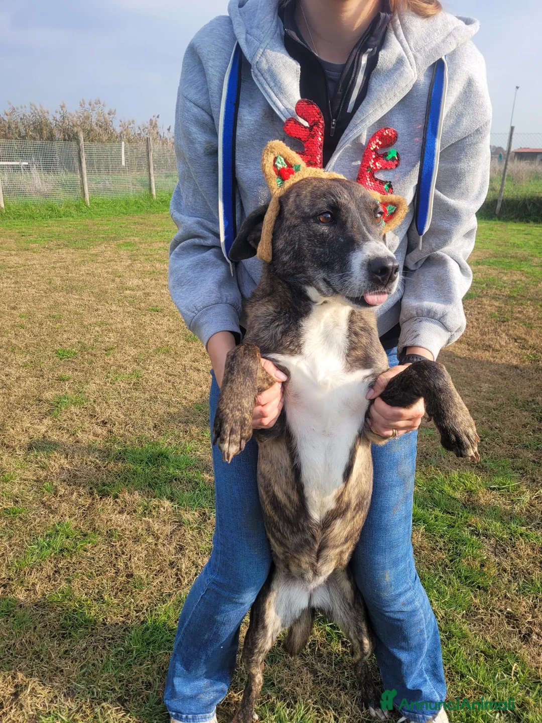 Meticcio cani in regalo: Zoom, la cagnolina più simpatica del canile  - Annuncio 3