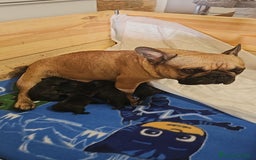 Bulldog Francese cani in vendita: Bulldog francese bringee a Provincia di Ancona - Immagine 8