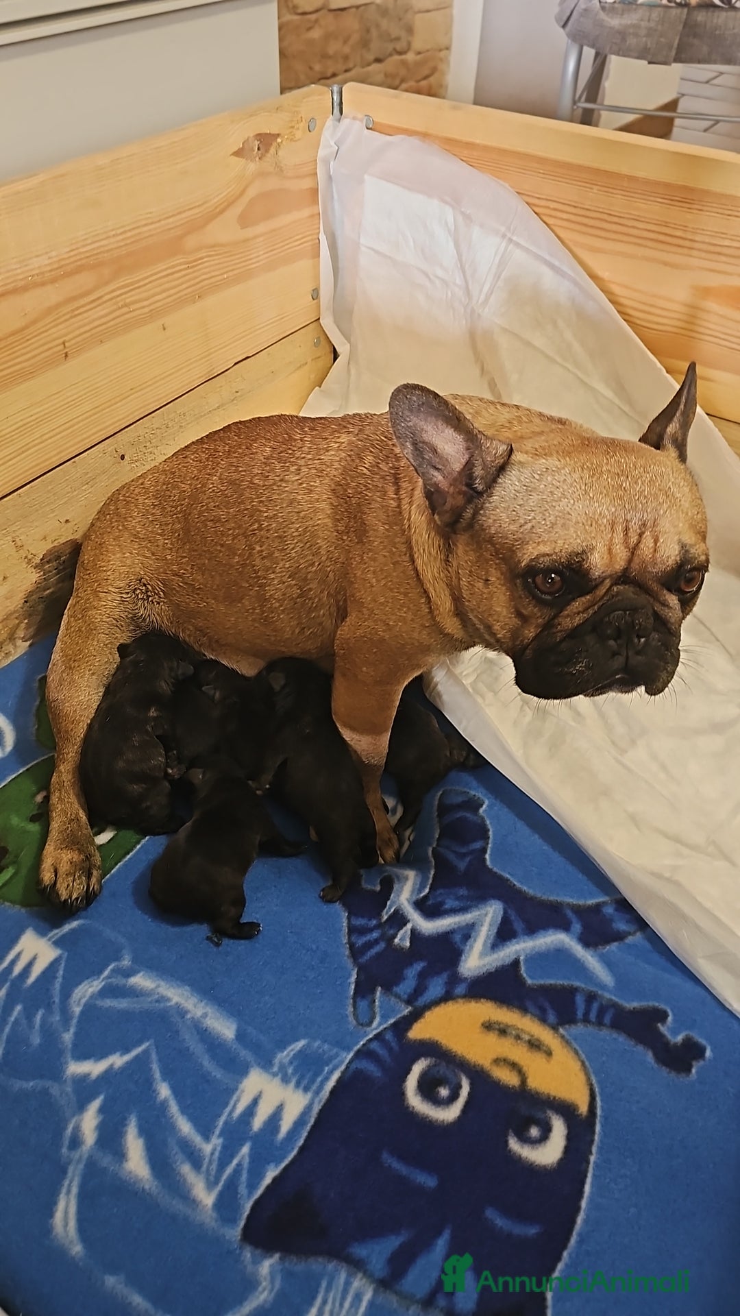 Bulldog Francese cani in vendita: Bulldog francese bringee a Provincia di Ancona - Immagine 8