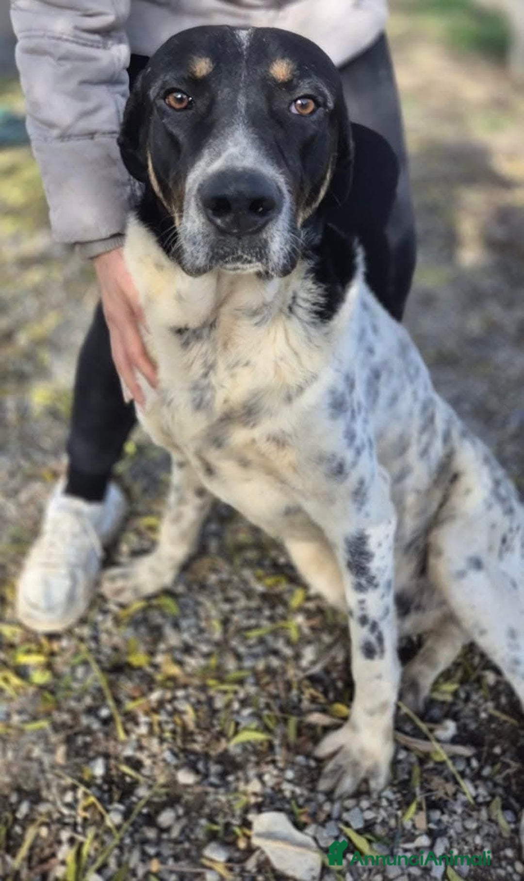 Meticcio cani in regalo: Oliver un carattere meraviglioso a Città Metropolitana di Milano - Annuncio 4