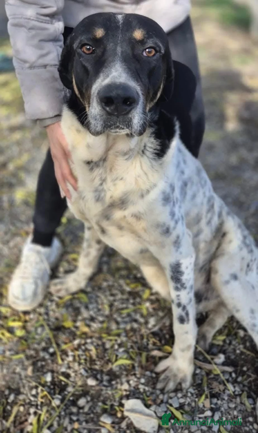 Meticcio cani in regalo: Oliver un carattere meraviglioso - Annuncio 2