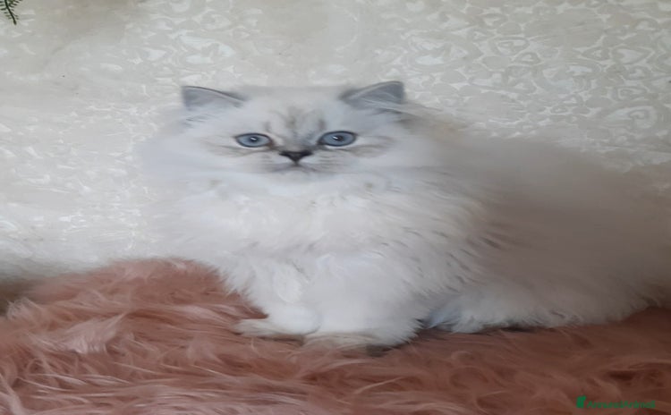 British gatti a Città metropolitana di Milano - Annuncio 15
