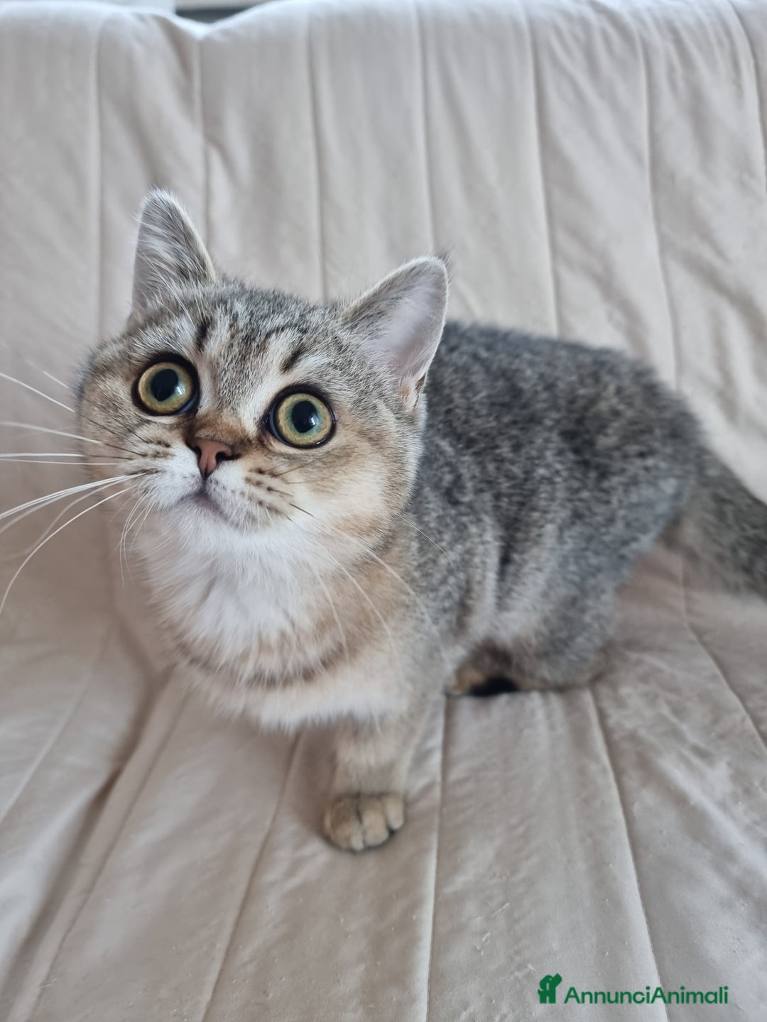 Scottish gatti in vendita: Scottish Straight con Pedigree  - Annuncio 1