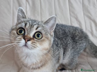 Scottish gatti Scottish Straight con Pedigree - Annuncio 1