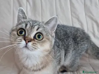 Scottish gatti Scottish Straight con Pedigree - Annuncio 9