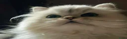 Scottish gatti in vendita: Gattini Scottish Straight  - Annuncio 21