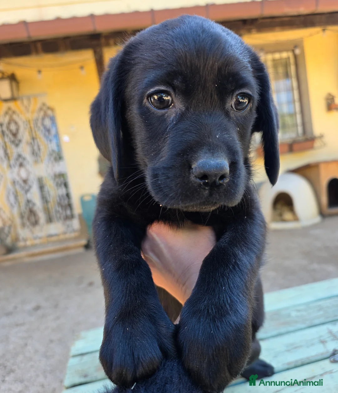 Labrador cani in vendita: Cucciole Labrador Retriever  - Annuncio 2