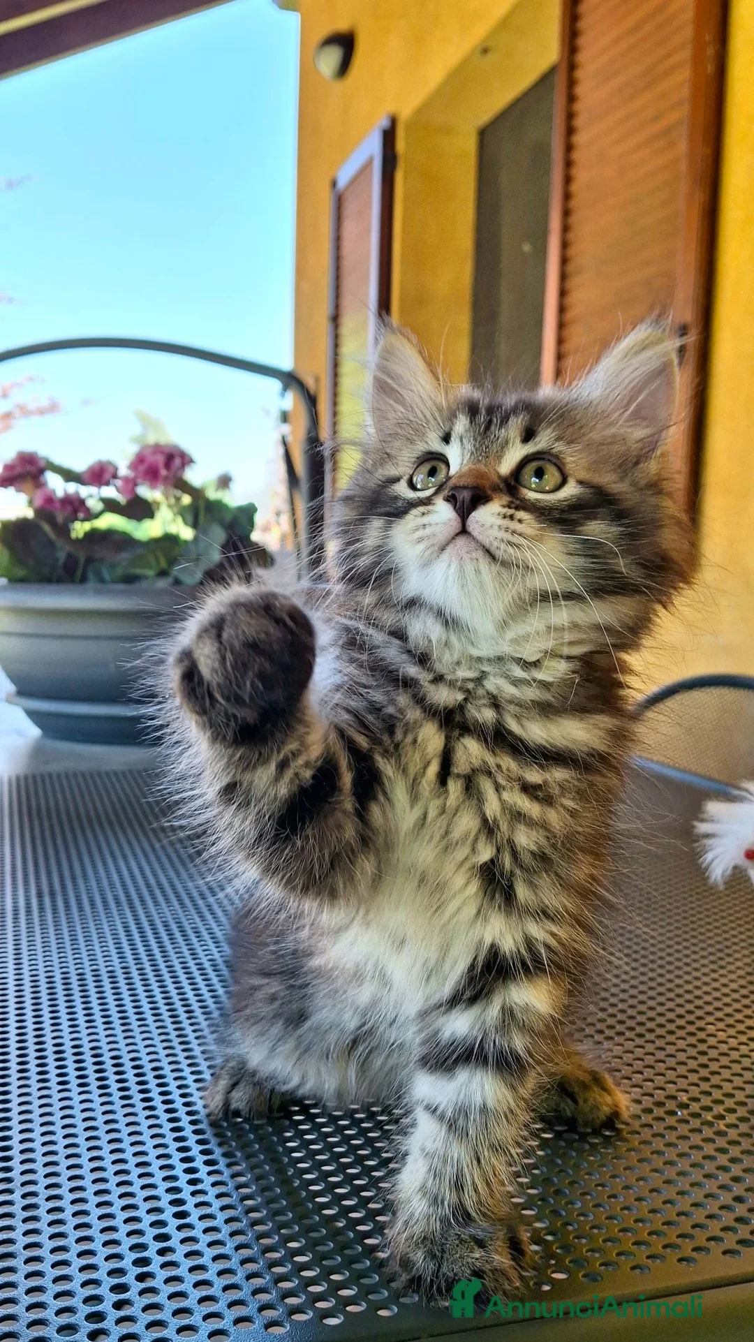 Siberiano gatti in vendita: 2 maschietti siberiani cercano casa🏡  - Annuncio 7