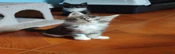 Maine Coon gatti in vendita: Meravigliosi gattini Maine Coon  - Annuncio 4