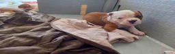 Bulldog cani in vendita: Cucciolo American bulldog  - Annuncio 23
