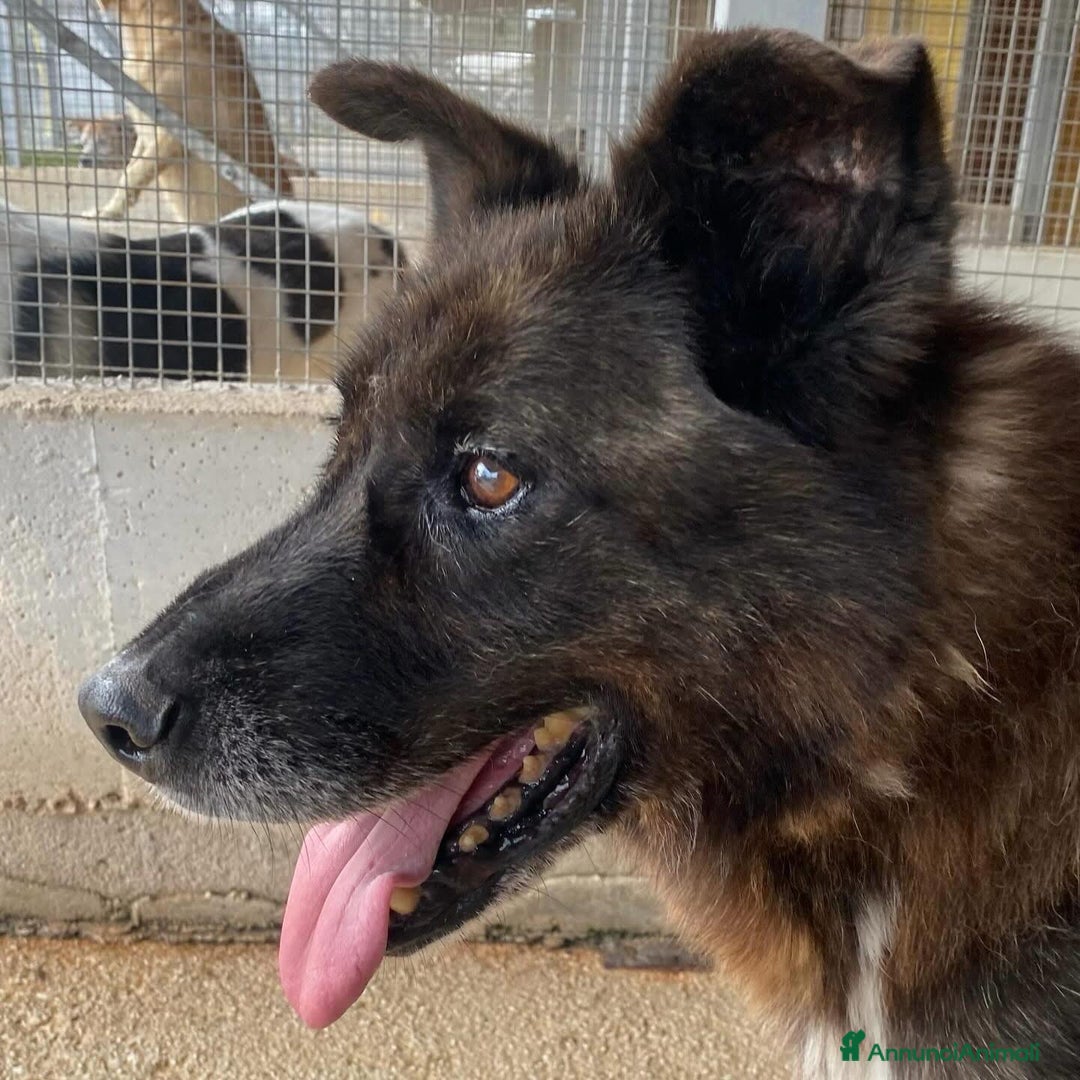 Meticcio cani in regalo: SCHIZZO adozione nonnino 12 anni canile Latina - Annuncio 5