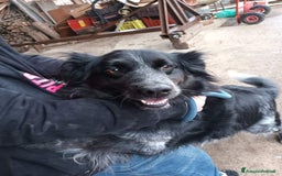 Meticcio cani in regalo: VIRGINIO  a Provincia di Avellino - Immagine 2