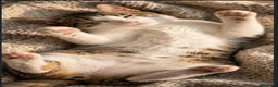 Europeo gatti in regalo: Regalasi bellissimo gattino a Provincia di Pescara - Annuncio 4