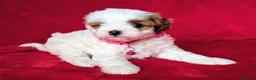 Cavapoo cani in vendita: Splendidi cuccioli di Cavapoo F1B a Città metropolitana di Milano - Annuncio 17