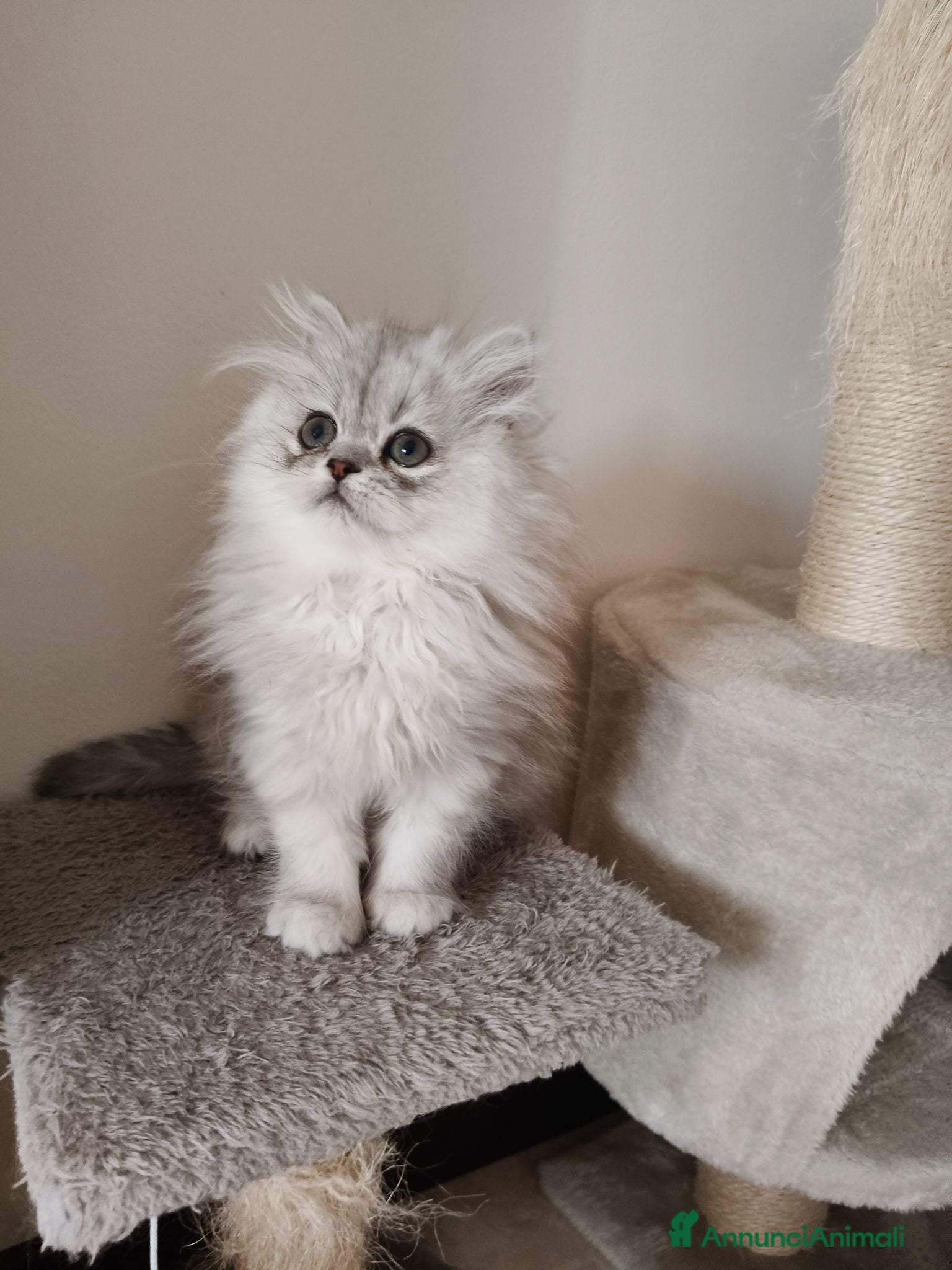 Persiano gatti Cucciola persiana  - Annuncio 5
