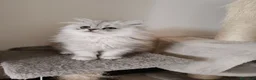 Persiano gatti in vendita: Cucciola persiana Chinchilla  - Annuncio 3