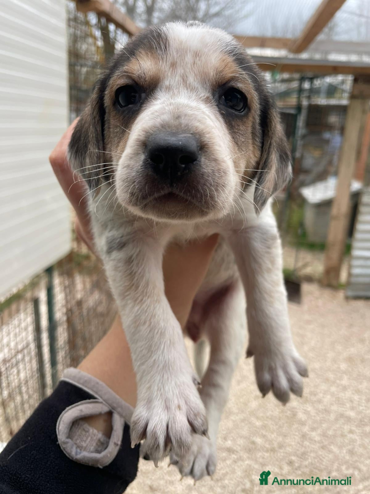 Segugio cani LA BELLA CELIA - Annuncio 3