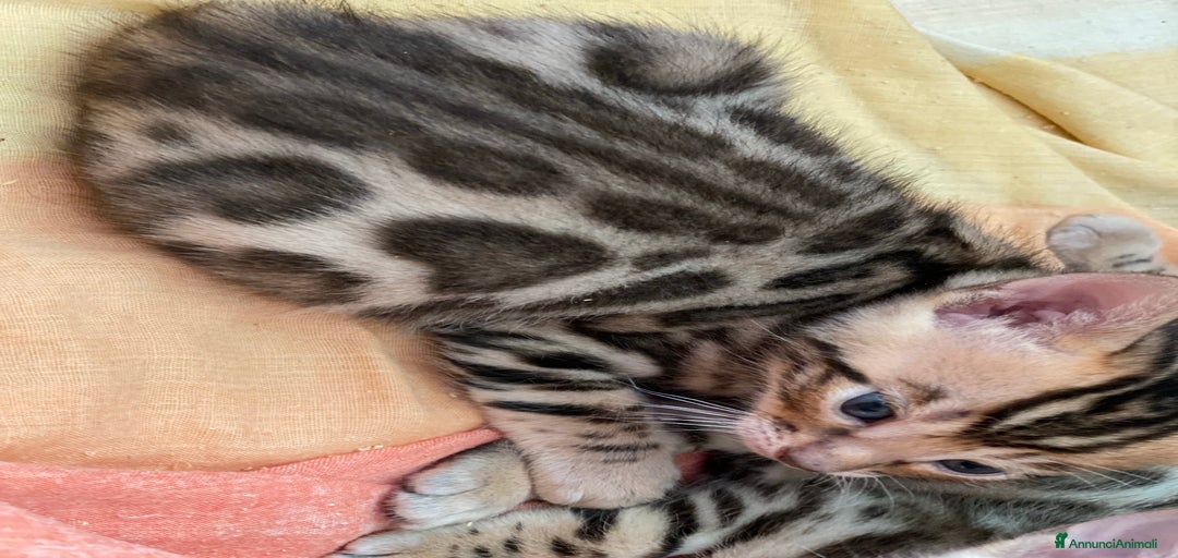 Immagine della galleria {{count}}