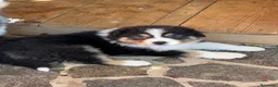 Australian Shepherd cani in vendita: Cucciolo black Tricolor di Australian Sheppard a Provincia di Rimini - Annuncio 3