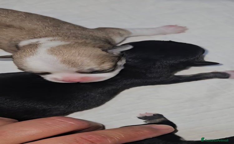 Chihuahua cani - Annuncio 7