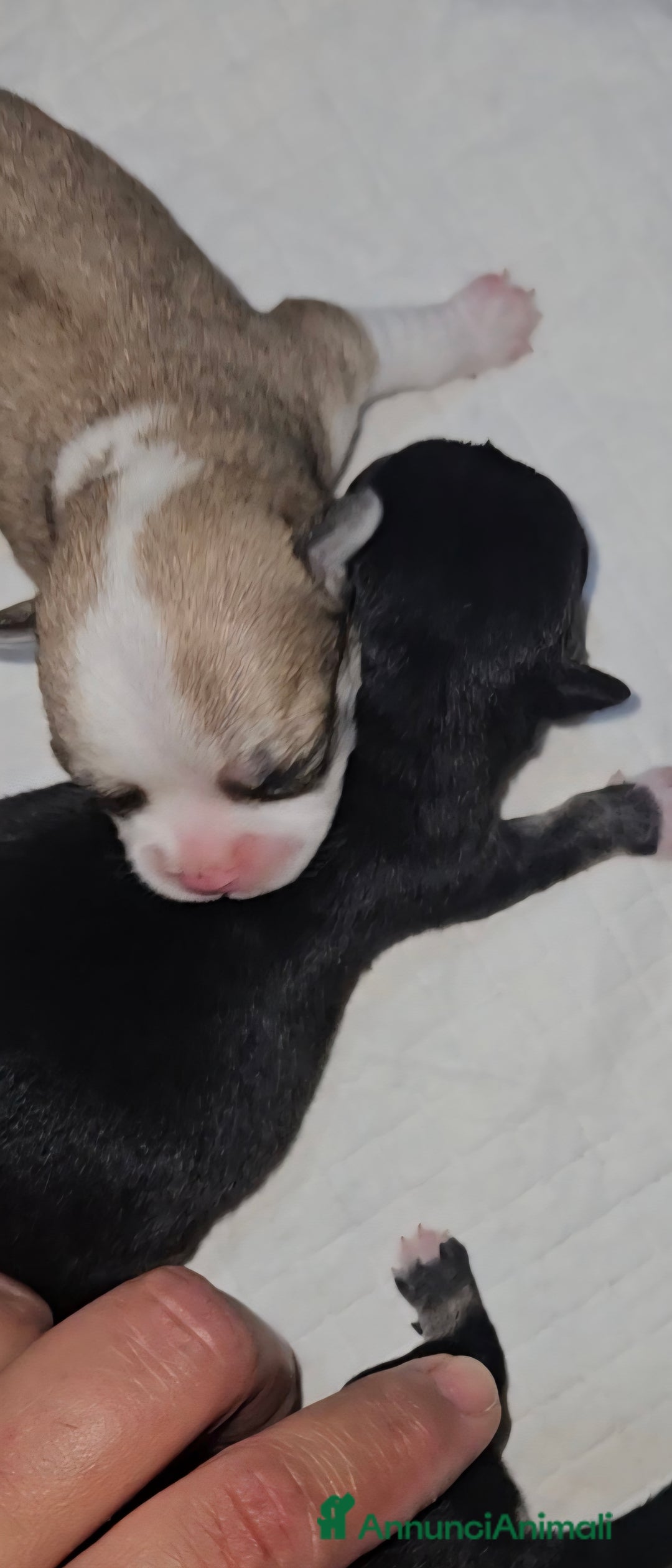 Chihuahua cani in vendita: Chihuahua toy pedigree Enci  - Annuncio 1