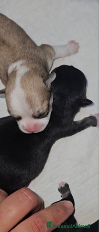 Chihuahua cani - Annuncio 10