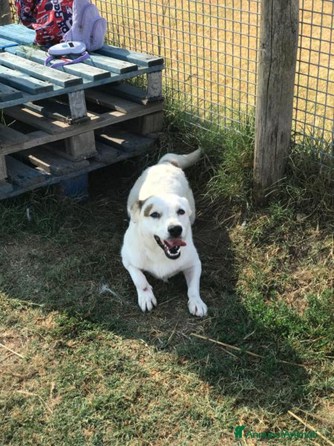 Bassotto cani in regalo: Lisa, piccola e dolce simil bassotta a Provincia di Latina - Annuncio 5